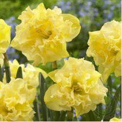 NARCİSSUS / NERGİS SAİLORMAN